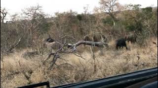 Sabi Sabi Raw Footage (uncategorised) - 2017 FOHH4295