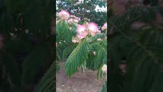 Istanbul Akasyası Çok Güzel Değilmi Akasyası.