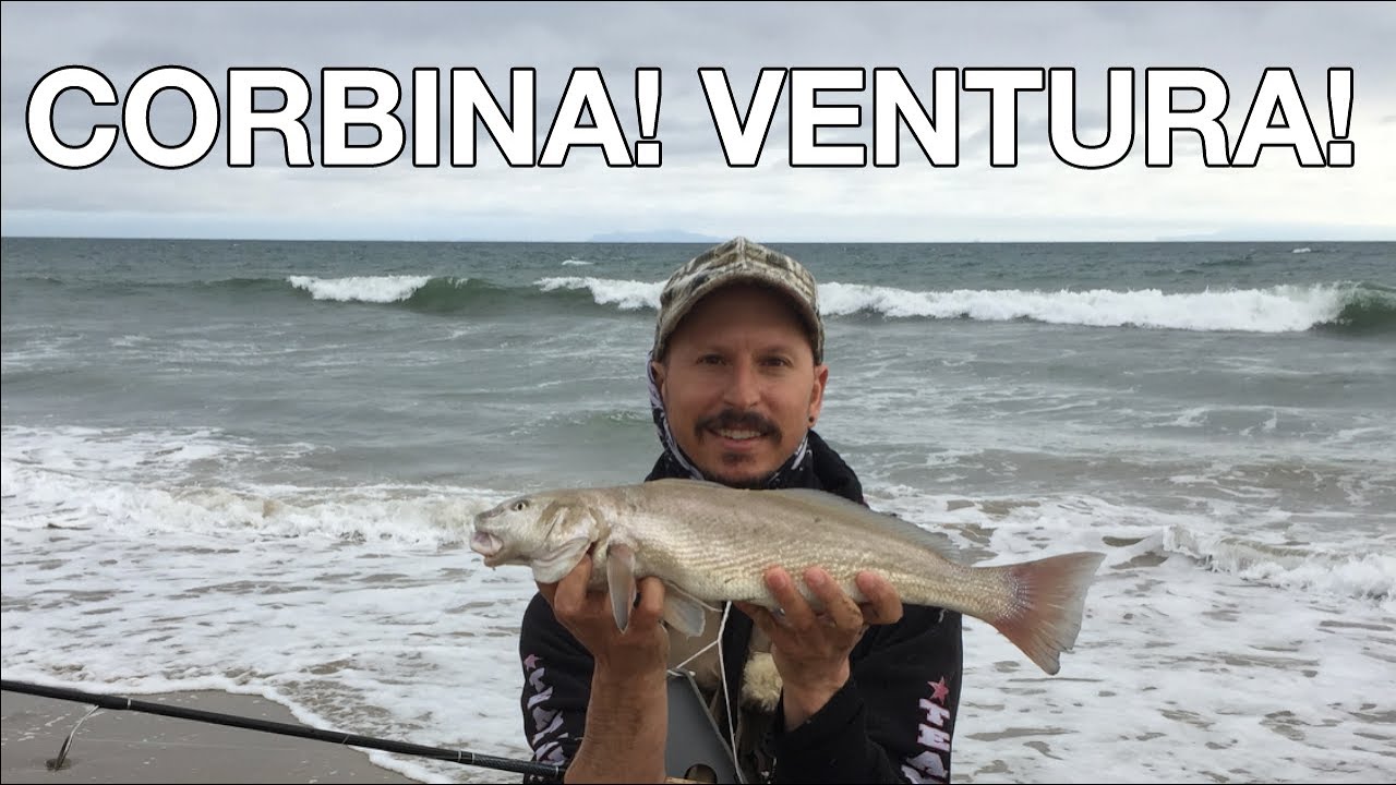 EP11 - My First Corbina! Ventura Beach - Vince Goes Fishing