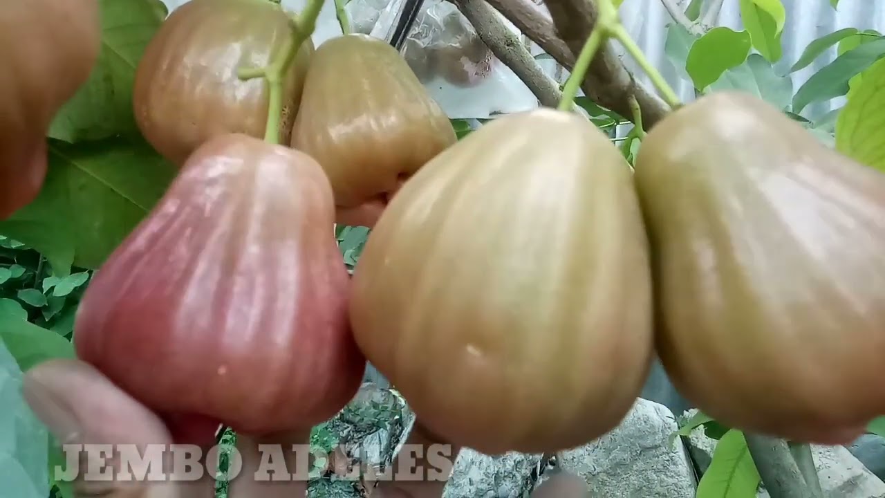 Perbandingan penanaman sistem Tabulampot dan Grounding jenis jambu air Barbie Sugar @jembo adeles