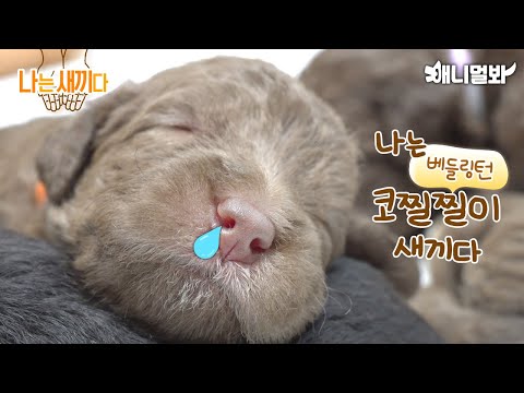 나는 태어난 지 19일된 베들링턴 테리어 새끼다 [애니멀봐 나새끼 50호]ㅣI&amp;#39;<strong>m</strong> 19 <strong>days</strong> old baby bedlington terrier.