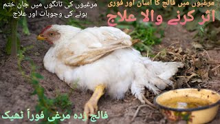 Paralysis in hens || Murghiyon mein faalij ka ilaaj || Giri hui murghi pehli khurak se khari ho jaye