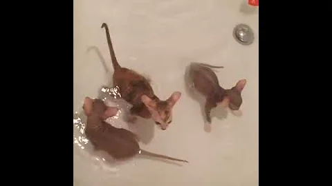 Video 1227261: hairless peterbald, peterbald kittens, kitten bath, haired kitten