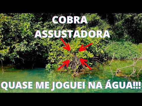 Vídeo mostra cobra caninana que sempre volta na mesma casa; 'a gente até já  acostumou' – Metro World News Brasil