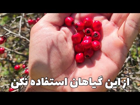 5 گیاه سمی و خطرناک ایران گیاهان سمی ایران