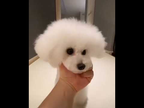 ๐๐บ ๐ #shorts