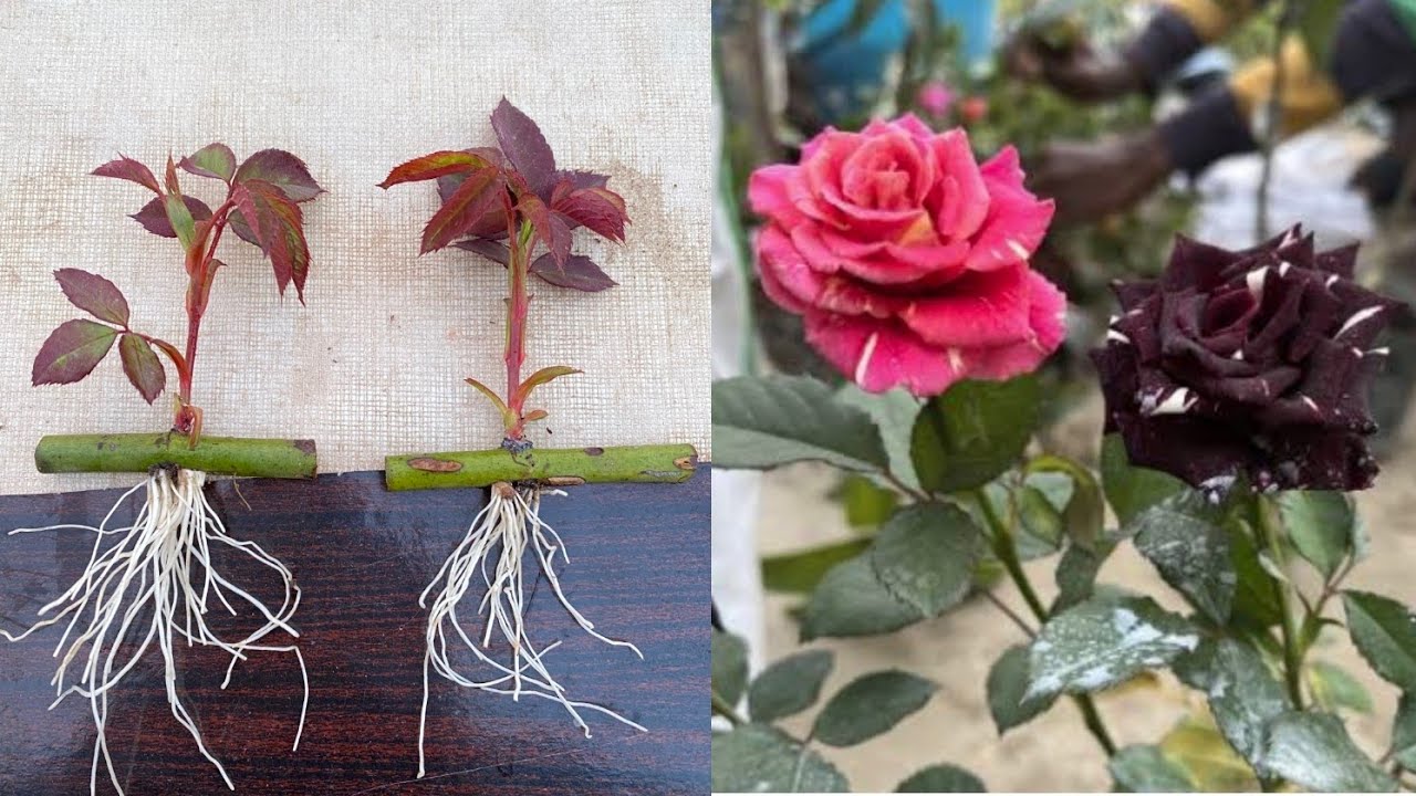 How to propagate roses with aloe vera for fast rooting growing roses