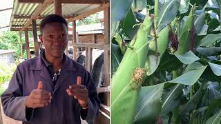 Step by step in Maize Silage making process