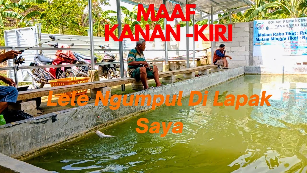 Tes Umpan Lele Harian Terbaru!!Ikan Ngumpul Di Lapak Saya