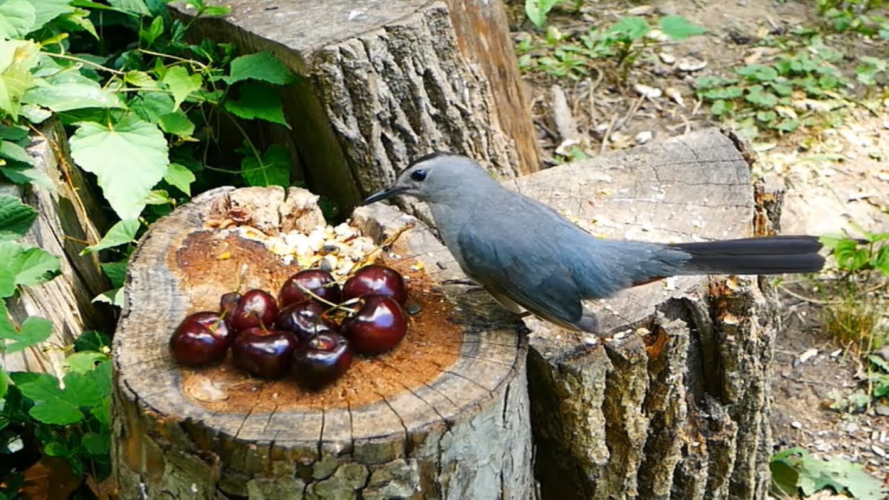 Relaxing Bird Watching A Meal of Cherries and Seeds YouTube