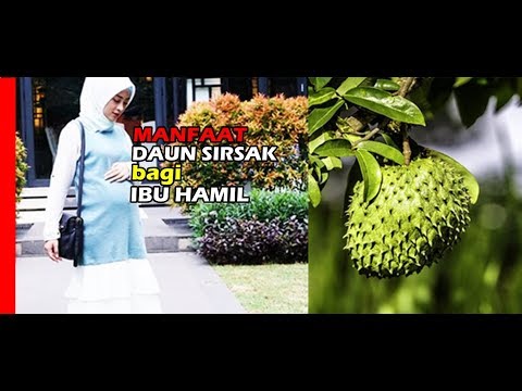 Video: Daun Lingonberry - Khasiat, Digunakan Semasa Kehamilan