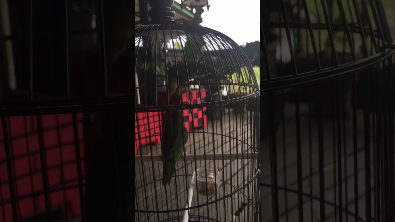 Cara melatih burung love bird dan burung nuri dorra sulawesi selatn