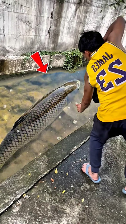 Hampir Kena‼️ Ikan Hampala Babon Berhasil Mengelabui Penembak Jitu #fishing #shorts #amazing
