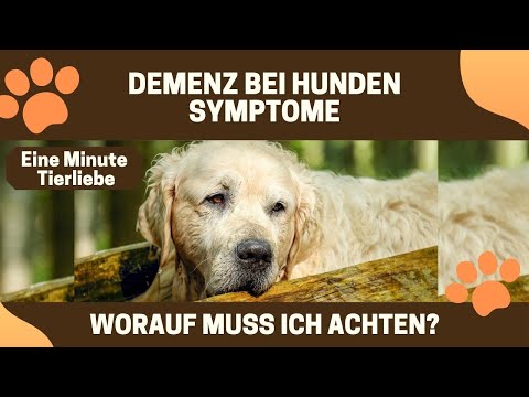 Video: Kognitive Dysfunktion Bei Hunden Erkennen