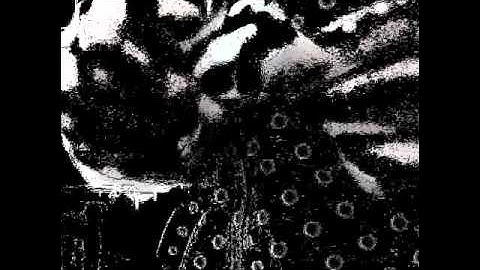 web cam motion tracking / live generative harp music - improvisation with pure data and ableton live