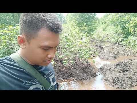 Video: Rama-rama Padang Rumput Polifagus