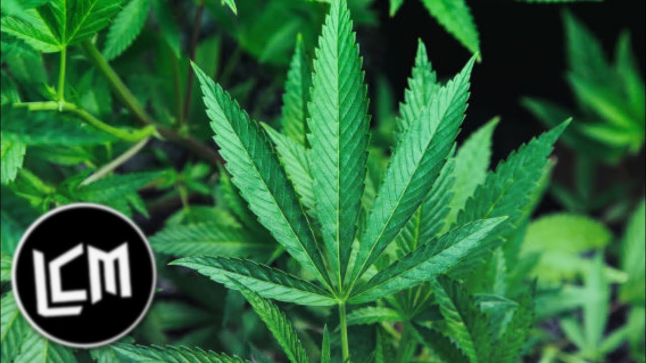 Barely Alive & Bandlez - Weed Haha (feat. Rod Azlan) 🥴🚬💨