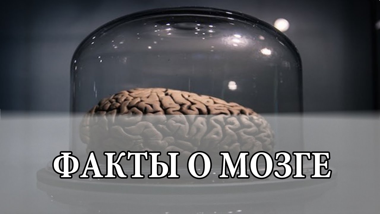 Факты про мозг