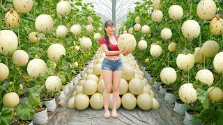 Download lagu Harvesting Lots Of Japanese Milk Melon, Use Truck To Transport Many Milk Melon Go To Market Sell