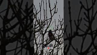 Download Lagu 85 yard Magpie turun dengan Akpex 4k #hikmicro #pengendalianhama #berburu MP3 Download Lagu 85 yard Magpie turun dengan Akpex 4k #hikmicro #pengendalianhama #berburu MP3