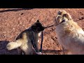 Naughty american akita puppy pulling  biting dog leash attached to her golden retriever brother