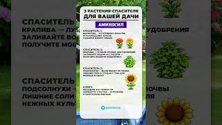 Растения СПАСИТЕЛИ для вашей ДАЧИ! #сад #рассада #садоводство