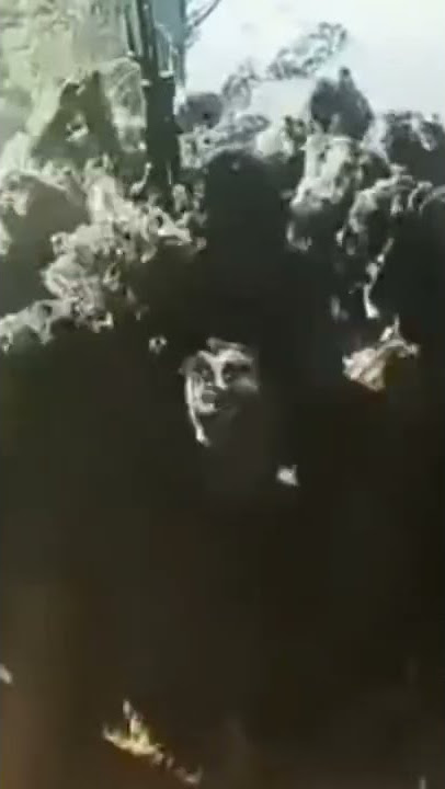 story''wa || PASUKAN SNIPER HANTU RIMBA KEREN...