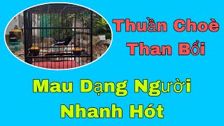 Cách Thuần Chim Choè Than Bổi Mau Dạng Người Nhanh Hót Hiệu Quả | B Long TV