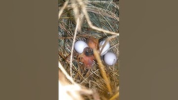 Eggs and three chicks in a nest #birdlife #baby #babybird #birdnest #bird #mother 196