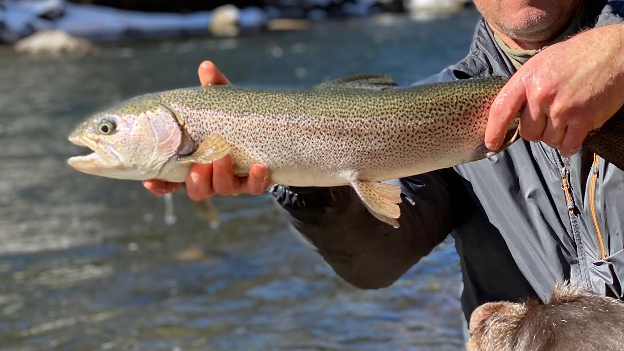 Fly Fishing Rocky Mountain Tailwaters (BONUS Easytotie Midge Pattern