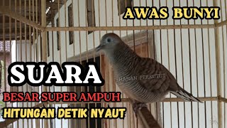 Burung Perkutut suara besar gacor AMPUH pancingan SEMUA JENIS BURUNG PERKUTUT PASTI NYAUT