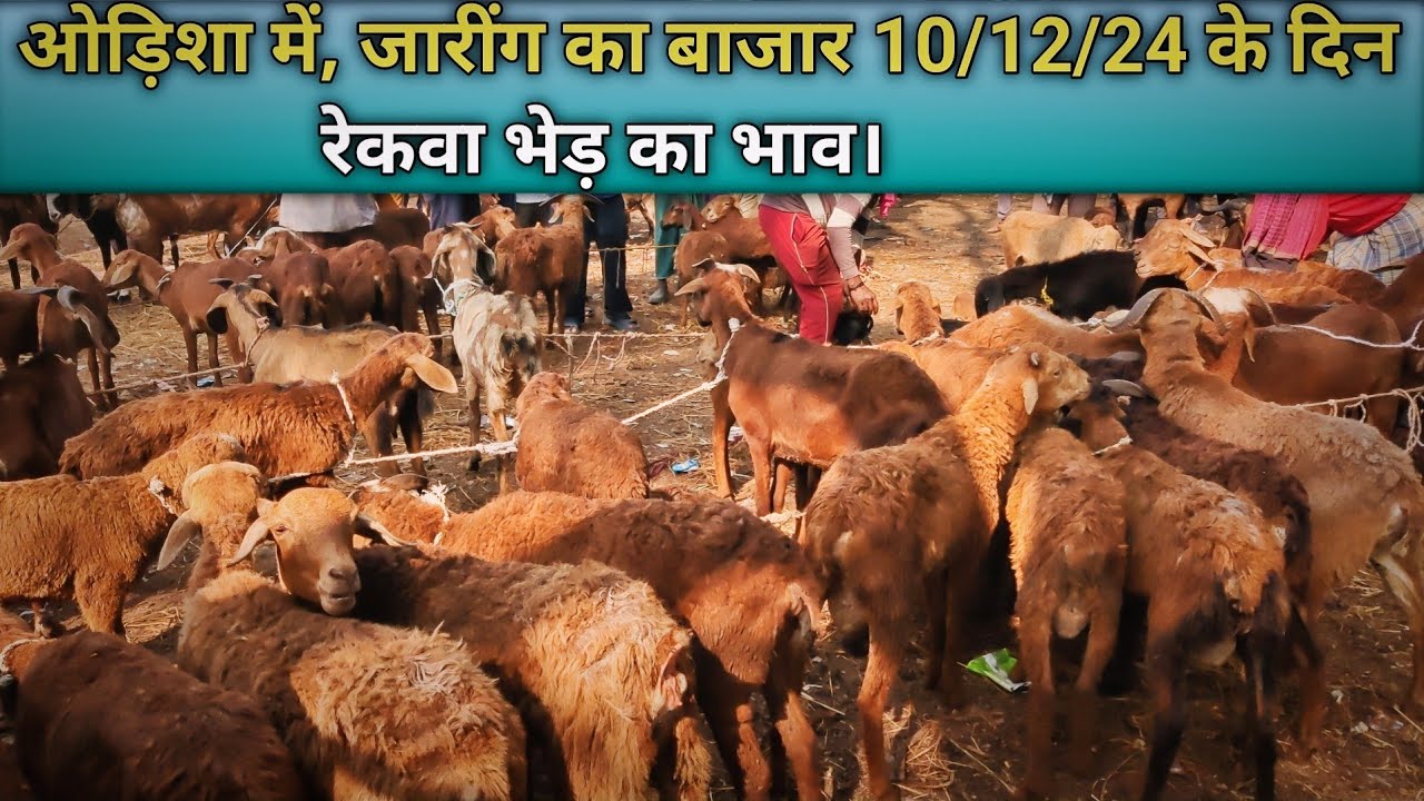 ओड़िशा में, जारींग का बाजार 10/12/24 के दिन रेकवा भेड़ का भाव।