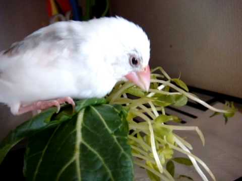 【文鳥,Java Sparrow】野菜を食べる2