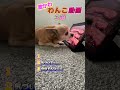 #面白い #おもしろ動画 #激かわ #犬のいる暮らし