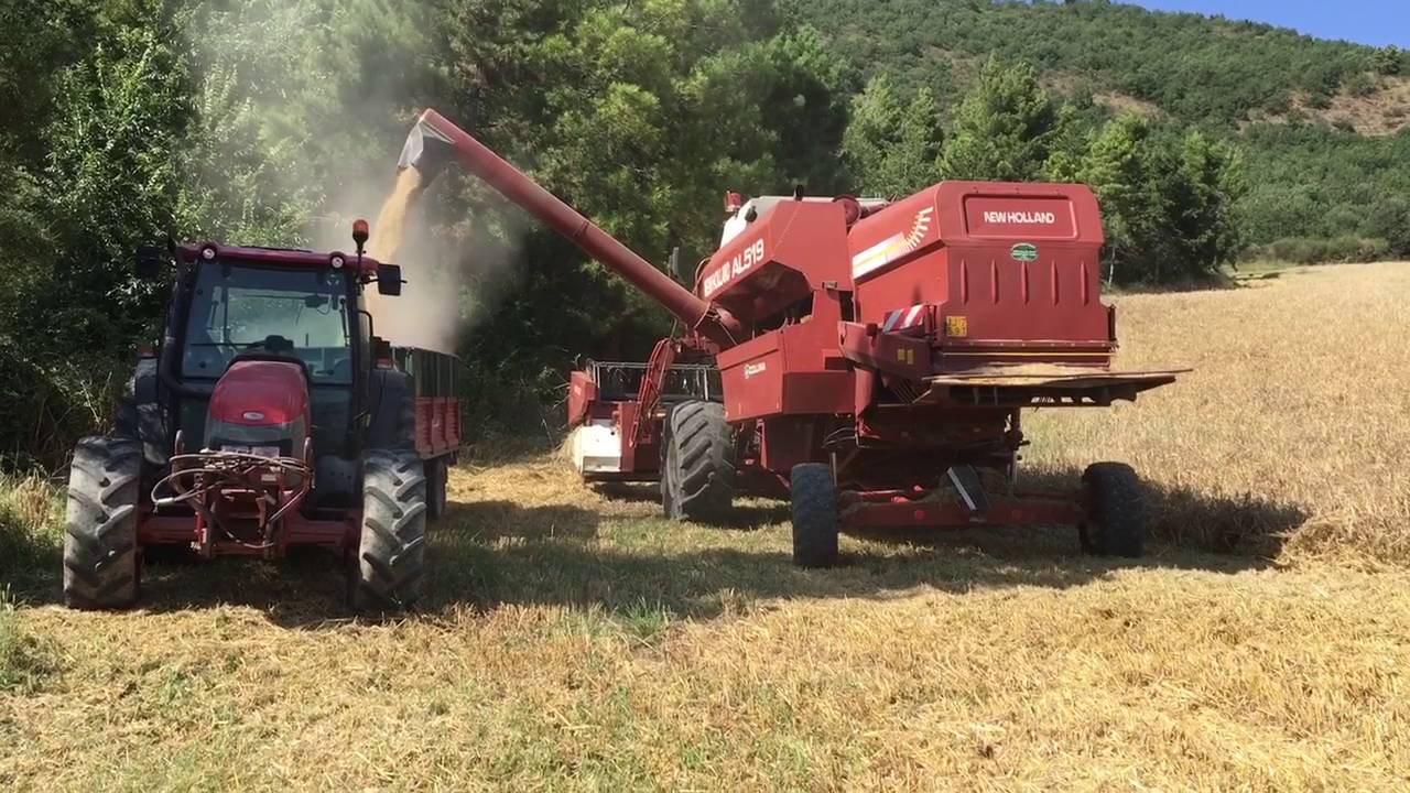 Mietitura 2016 Aquilonia AV AL519