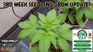 Pillbox Punch, Hindu Kush, Sour Diesel, Lemon Cherry Gelato, & Glookies 3rd Week Seedling Update!