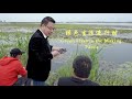 Green Lives in the Making 4: Restoration efforts revitalize the natural beauty of Lake Baiyangdian