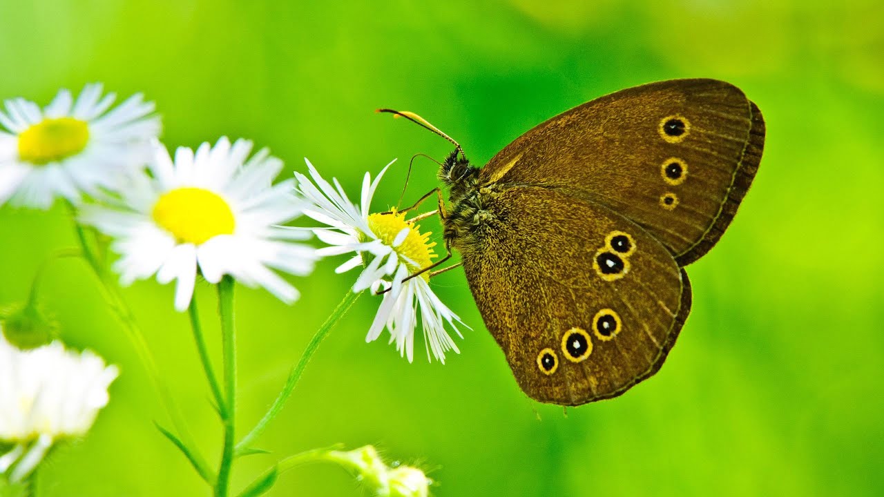 Релакс видео Бабочки HD - музыка для релакса. Relaxing video Butterflies HD - Music for relaxation