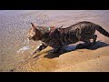 Bengal cat plays in water at the beach jango gets wet at the beach