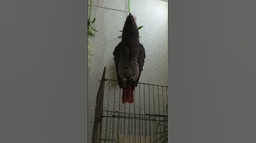 ببغاء يقرا سورة الاخلاص سبحان الخالق