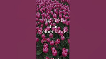 MUST SEE! TULIP FIELDS OF THE NETHERLANDS 💐 #travel #spring #tulipfields #travelinspiration #shorts