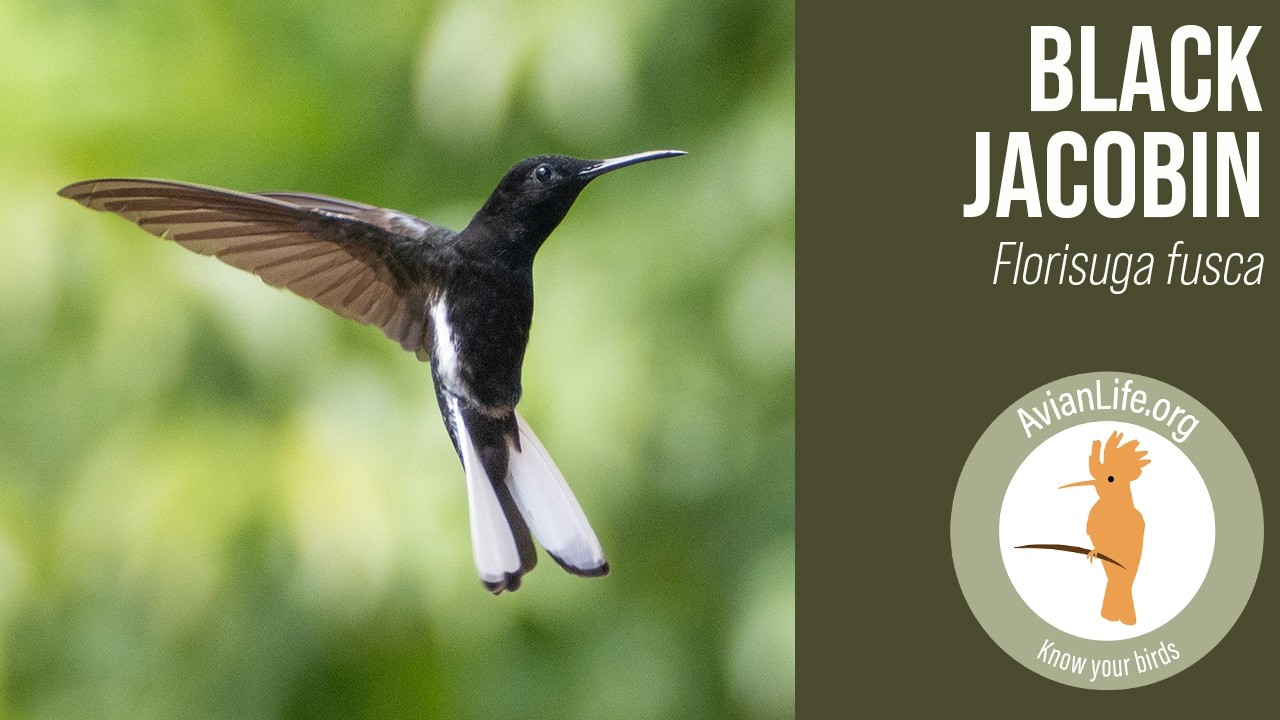 Black Jacobin - Florisuga fusca - YouTube