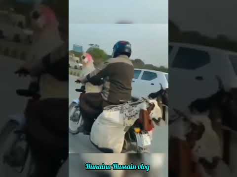 3 goats on bike Pakistan zinda bad #cow #family #funny #funnyvideo