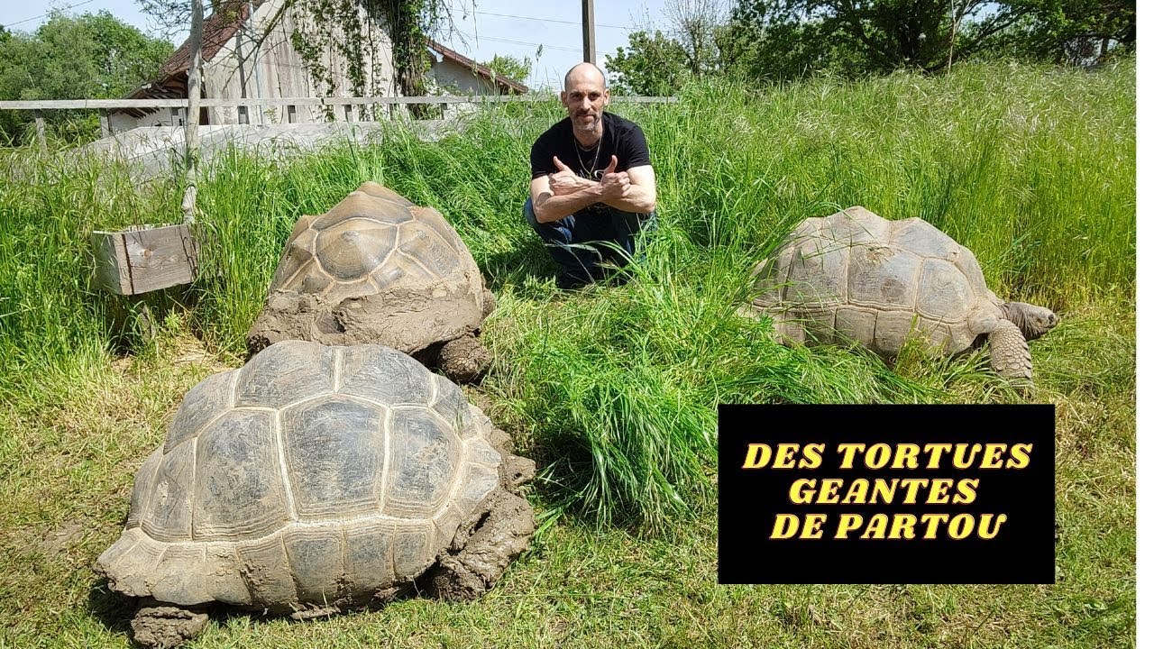 DES TORTUES GEANTES de Partout ,des dinosaures Tortue géante des Seychelles, sulcata pardalis