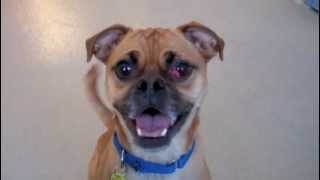 P nut a Pug:Terrier mix available for adoption at the Wisconsin Humane Society