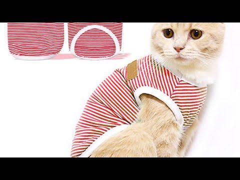 فيديو: كيفية خياطة دعامة القط
