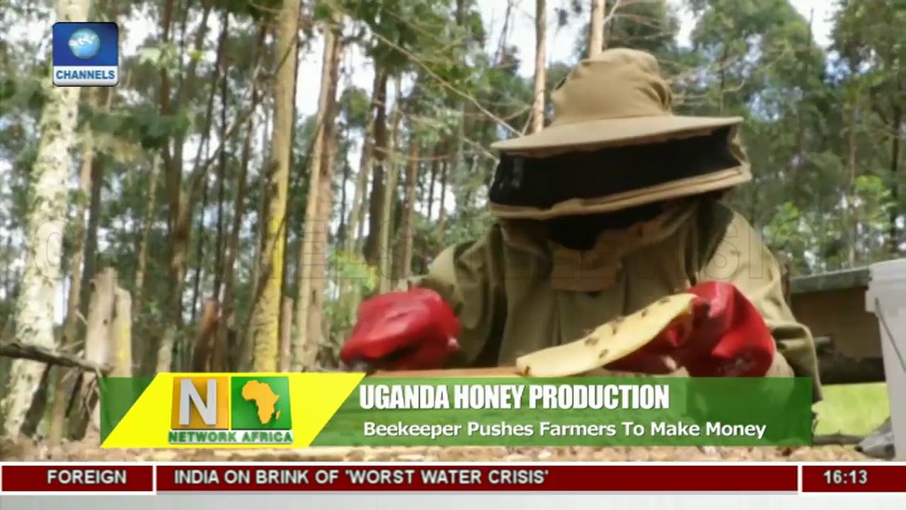 Beekeeper Pushes Farmers To Make Money | Network Africa |