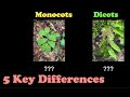 Monocots and Dicots | What They Are and How to Identify Them