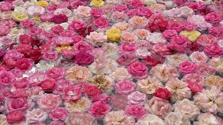 ５０００株のバラが見ごろ　熊本県水俣市