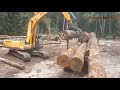 Dangerous Fast Skil Cutting Biggest Tree In Action   Extreme Heavy Logging Truck Wood Chainsaw Work